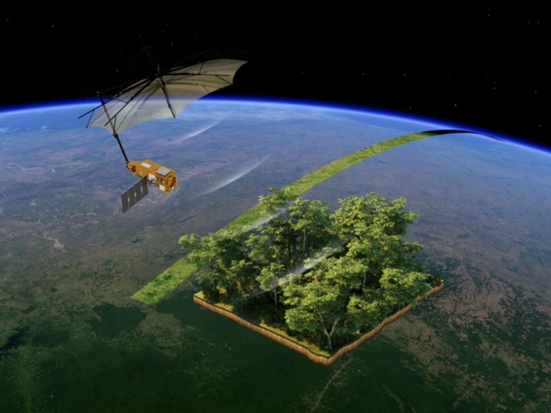    Биологи научились «взвешивать» лесные массивы из космоса
