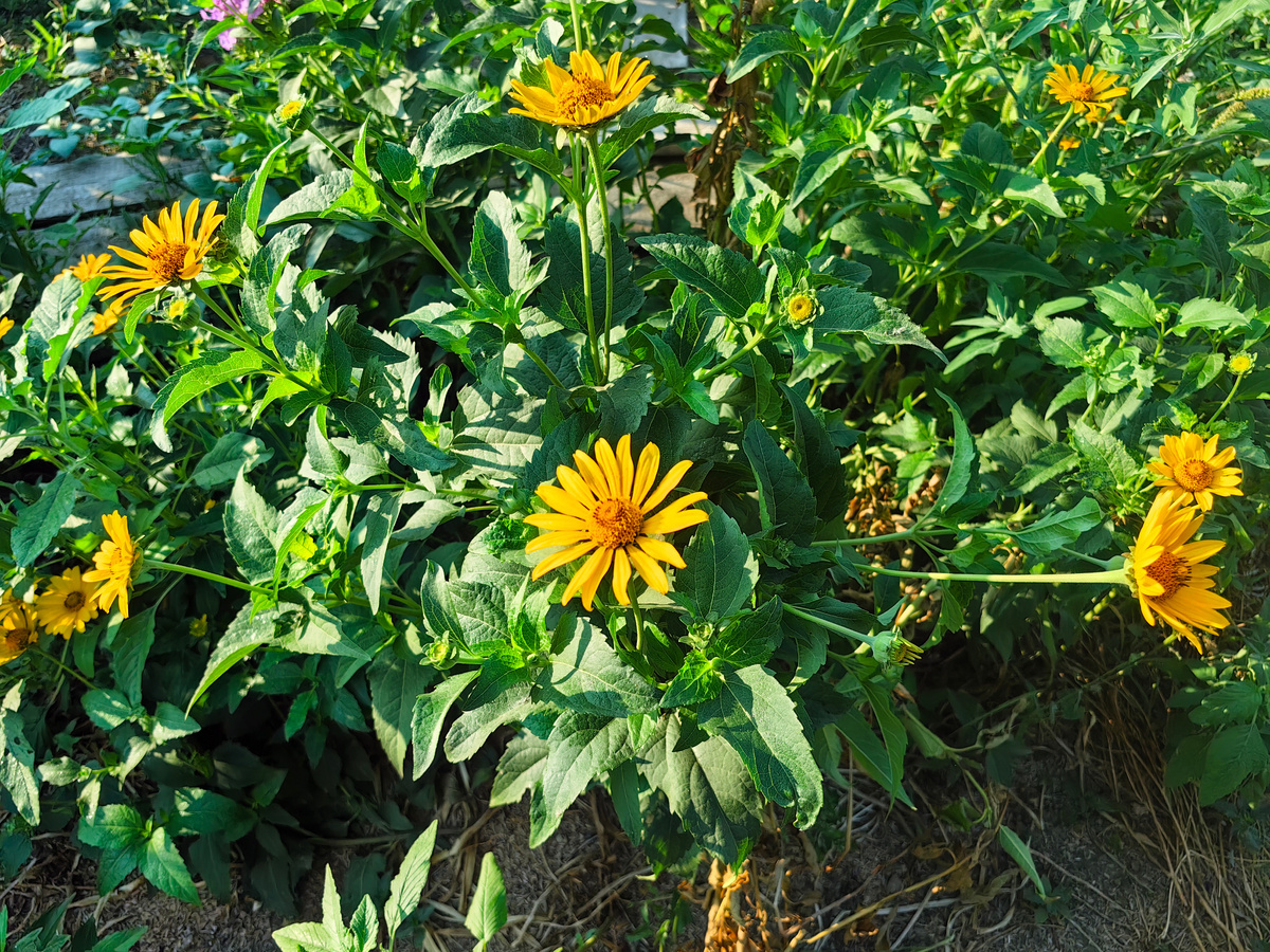Это гелиопсис подсолнечниковидный (Heliopsis helianthoides), который я первоначально ошибочно определила, как кореопсис. Гелиопсис - красивый, но очень агрессивный цветок, размножение которого трудно контролировать. Фото Натальи Мироновой