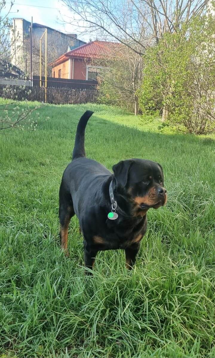 Травка зеленеет, солнышко блестит и Бертуля утром шкурою блестит. 🤣