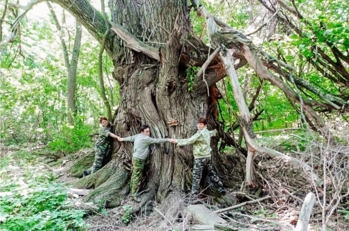    200-летняя ива из «Самарской Луки» претендует на звание «Дерево года»