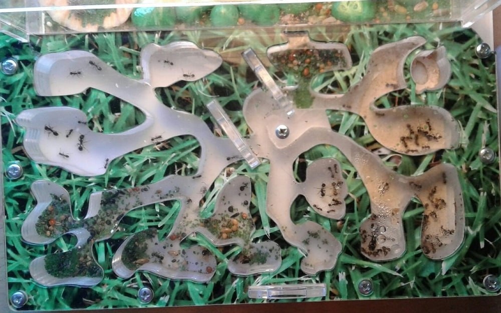 Пример формикария