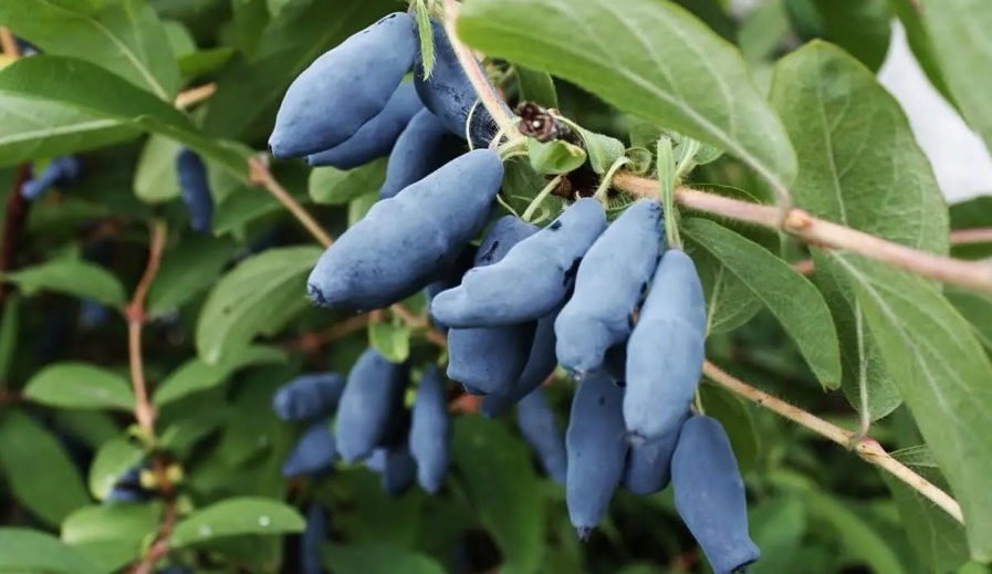 Чем подкормить куст жимолости весной для вкусных и сладких ягод
