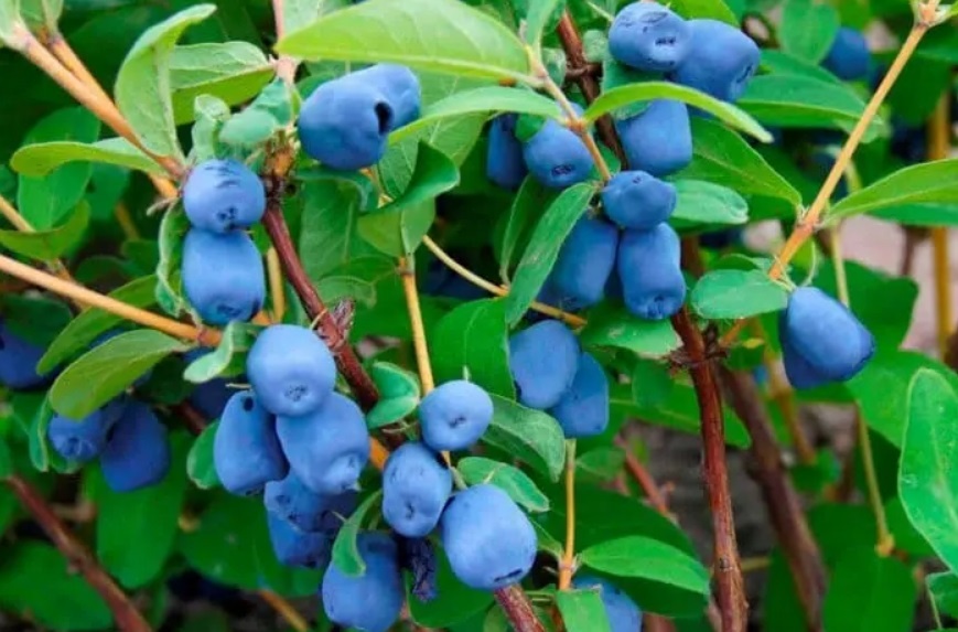 Чем подкормить куст жимолости весной для вкусных и сладких ягод