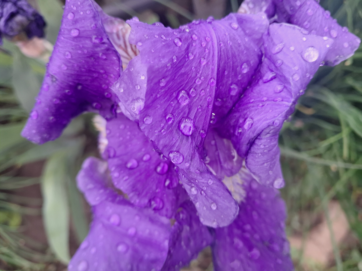 Ирис - красавец.