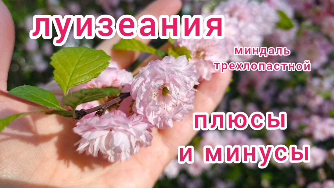 Декоративный кустарник