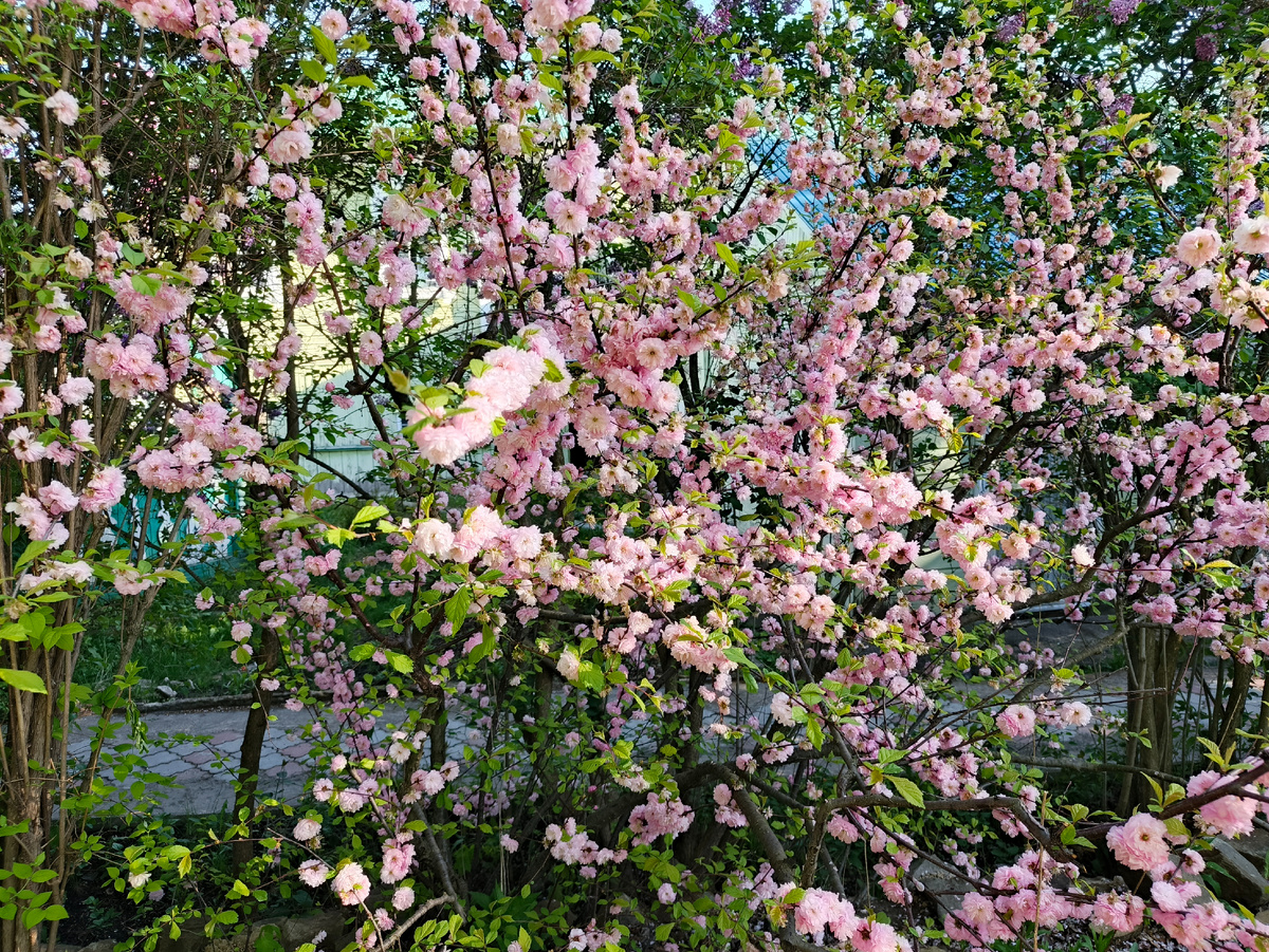 Розовое облако