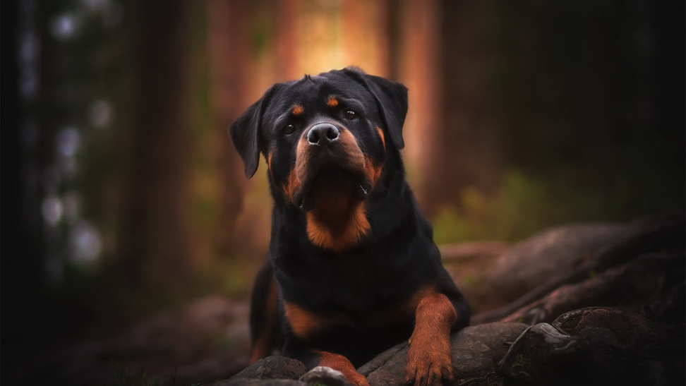 Но как такую собаку можно грубо воспитывать…