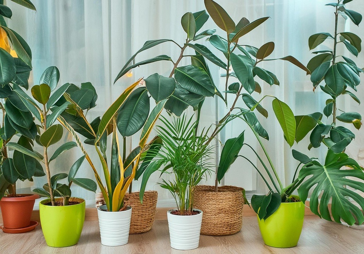 Комнатные цветы будут долго радовать своей красотой: опрыскайте раз в месяц этим раствором / Фото: Pogovorim.by
