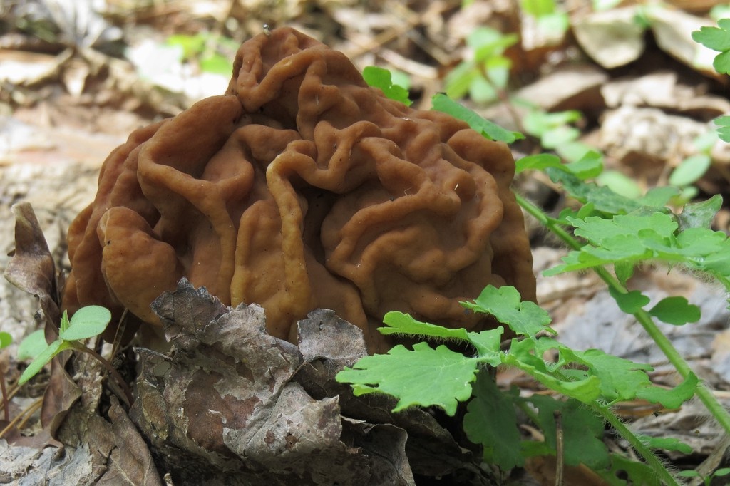    Фото © Wikipedia / Аимаина хикари