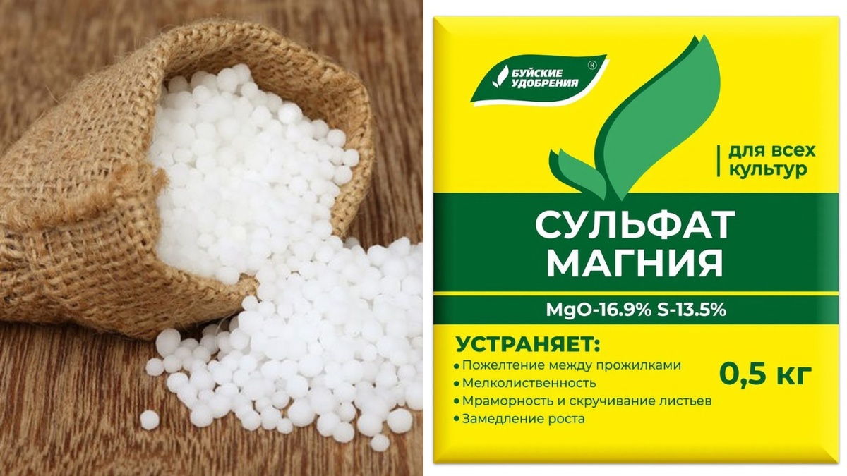 Простые компоненты для восстановления рассады найдутся в каждом доме