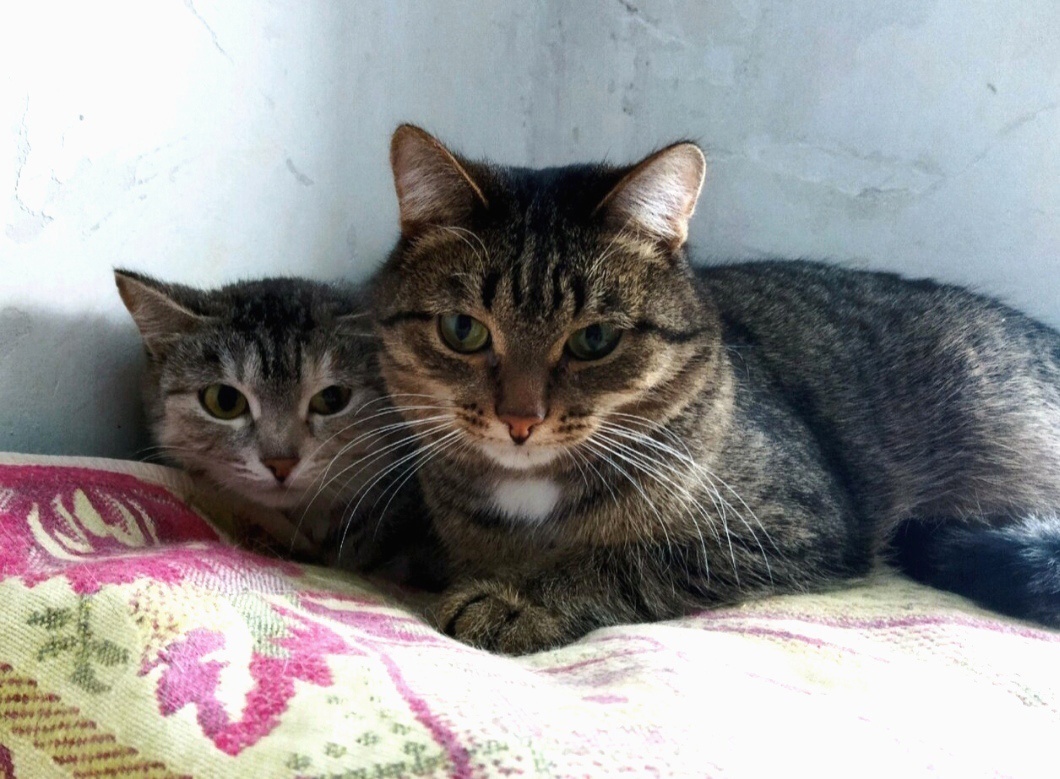 Кузя остался один, и мы принесли ему с улицы Соню