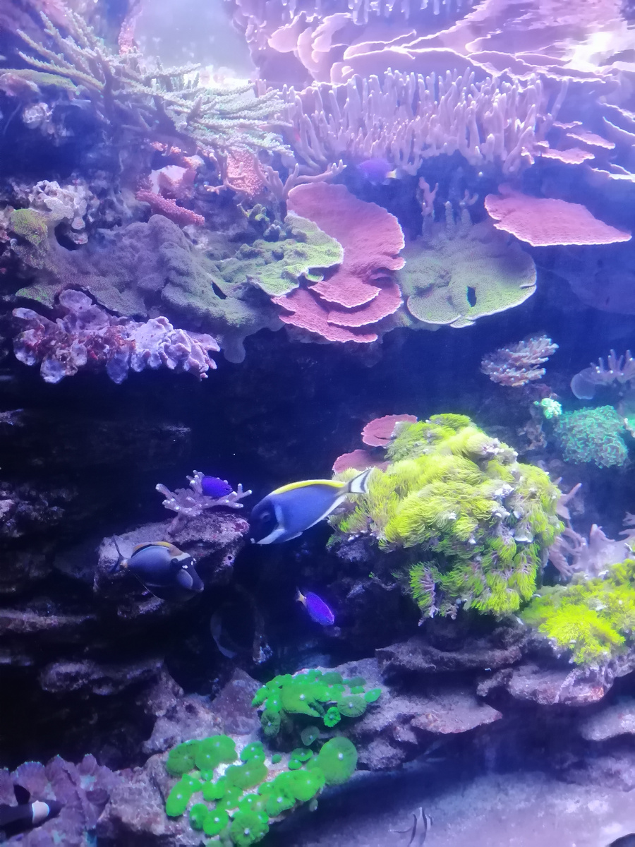 Рыбка Дори моя тема 🤣