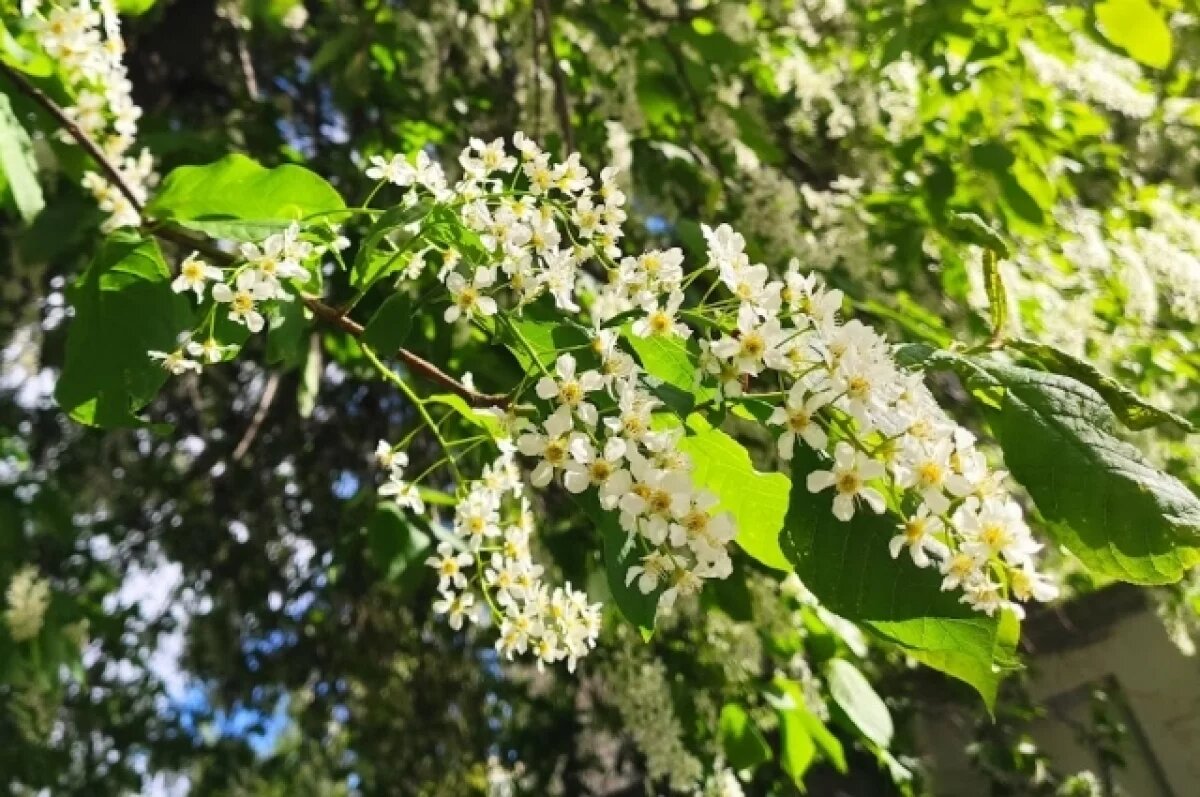    До 14 градусов тепла прогнозируют в Псковской области 10 мая