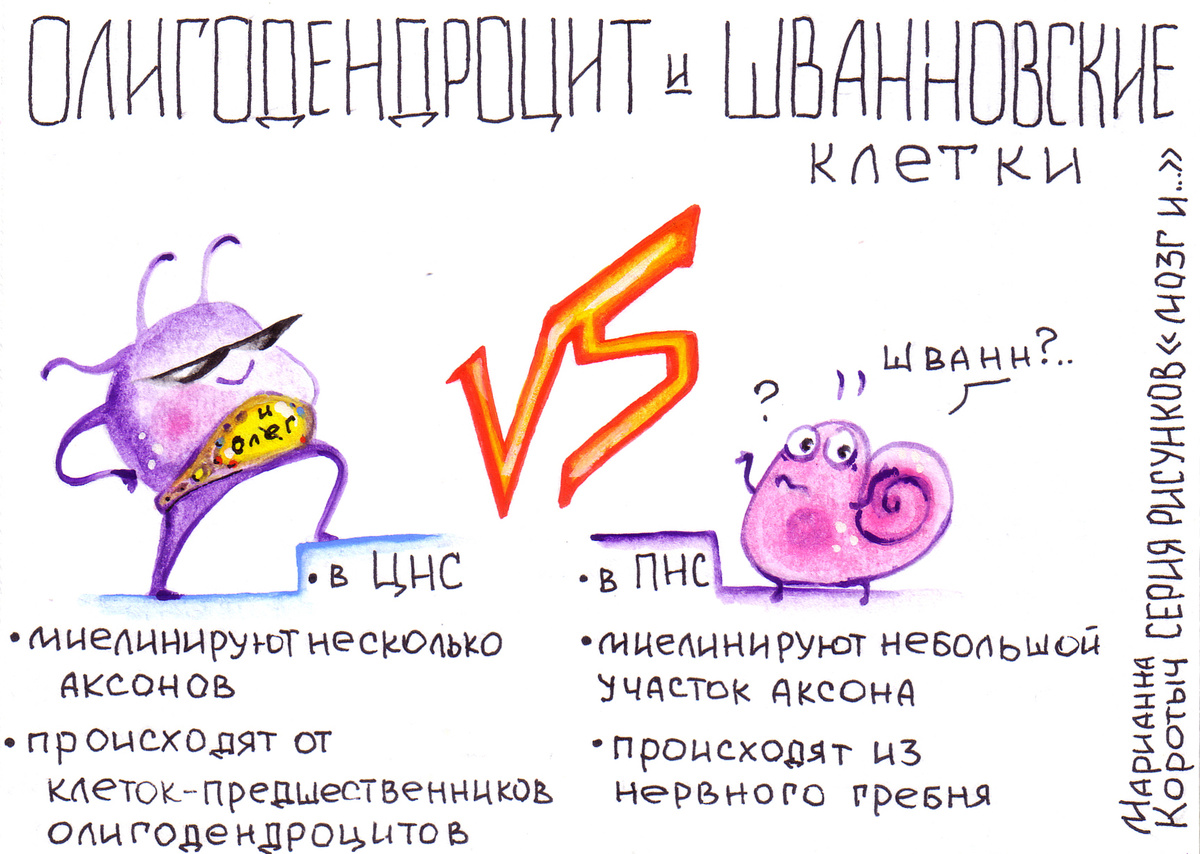 Олигодендроцит и шванновские клетки