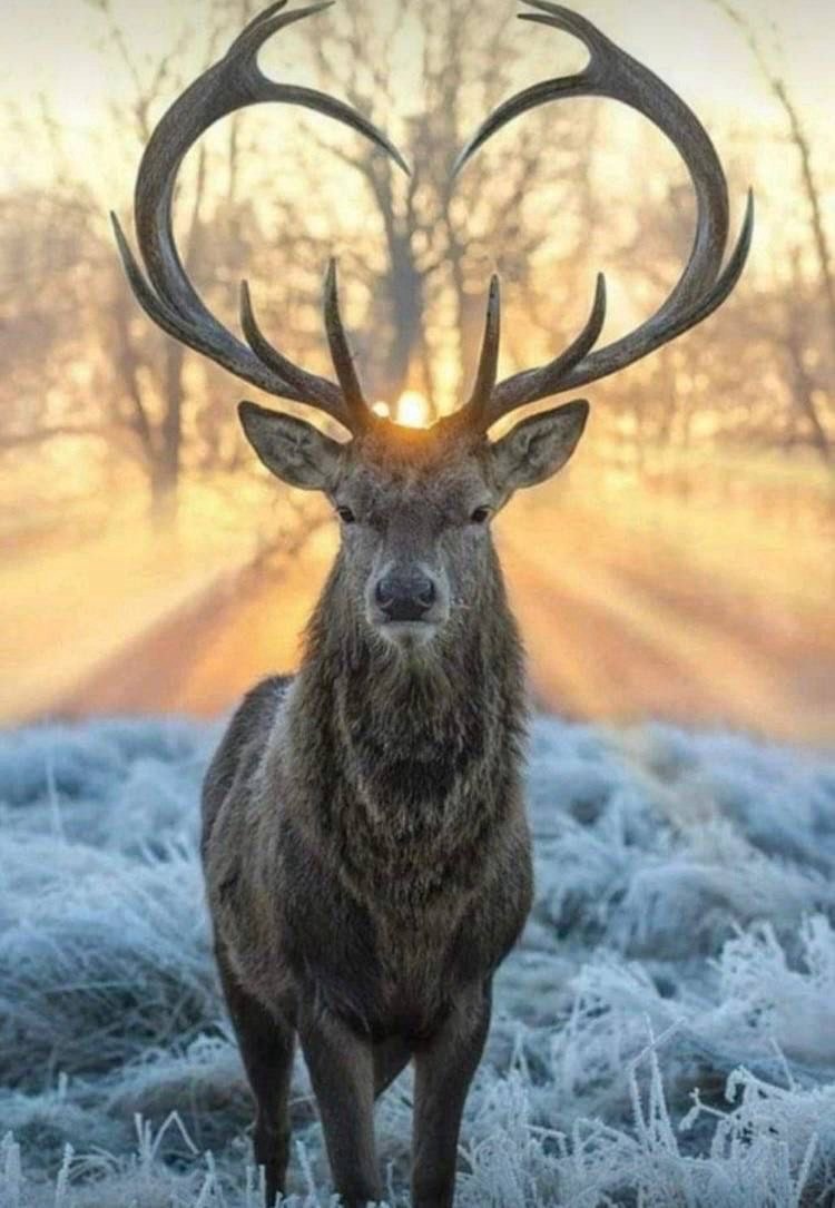 Мудрость - это открытое сердце.