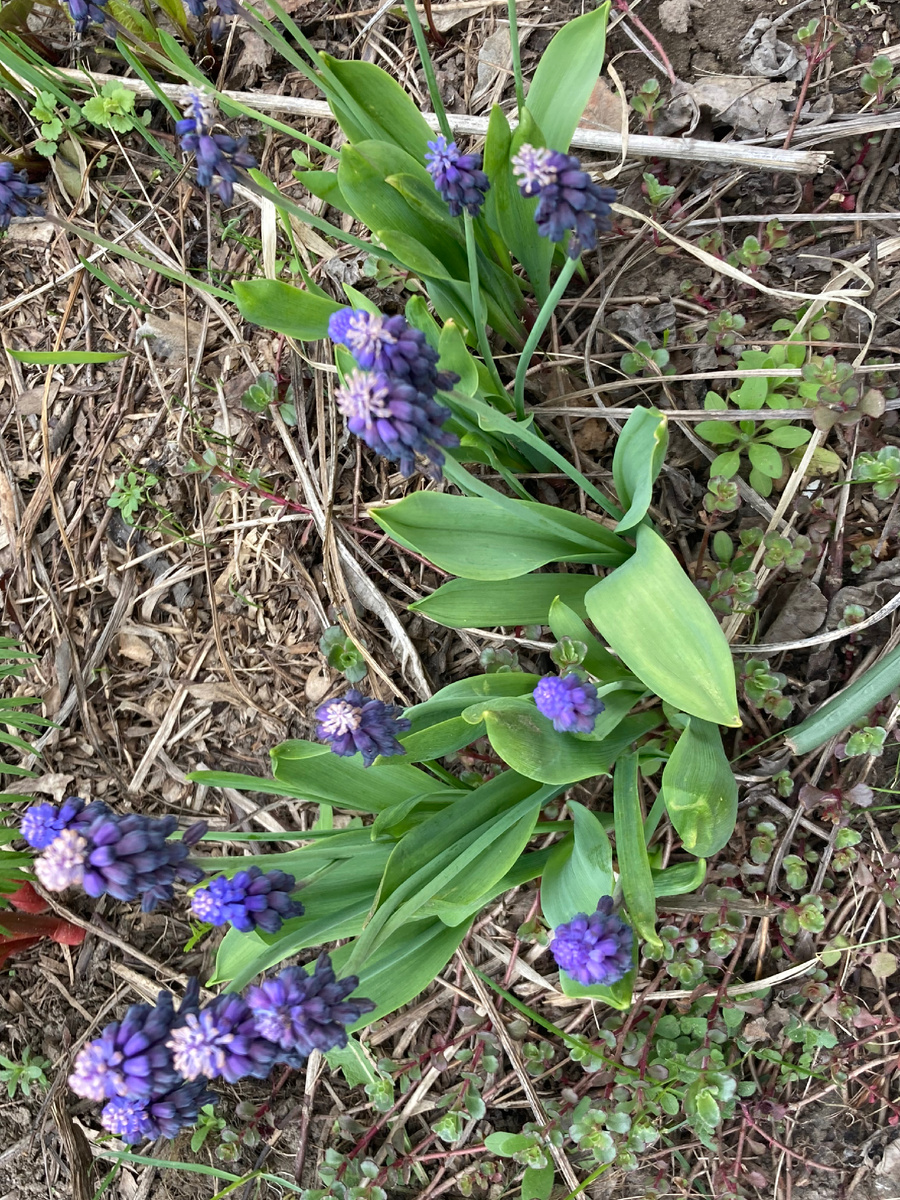 Мускари латифолиум весной 2025 в моем саду