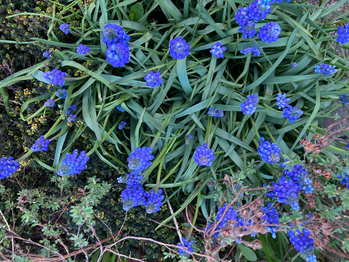 Мускари биг смайл, весна 2024 в моем саду.