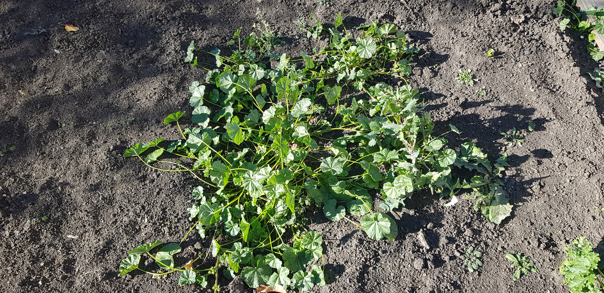 В советские времена дети охотно клевали семена просвирника - по виду сладковатые калачики, по вкусу напоминающие семечки.