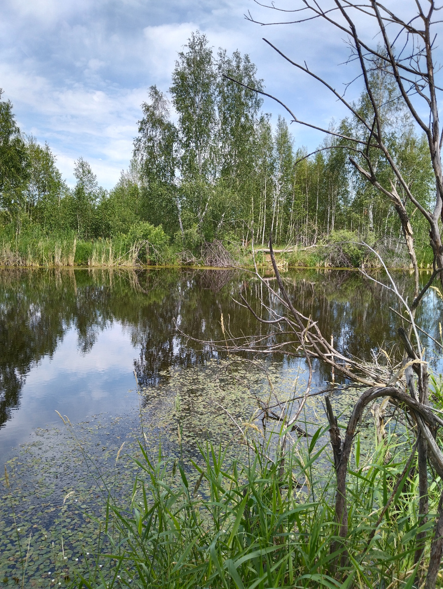 Запруженный ручей Исток, спасавший сожженных сибирским солнцем археологов, в своих прохладных водах. Фото Татьяны Горбуновой, 2023