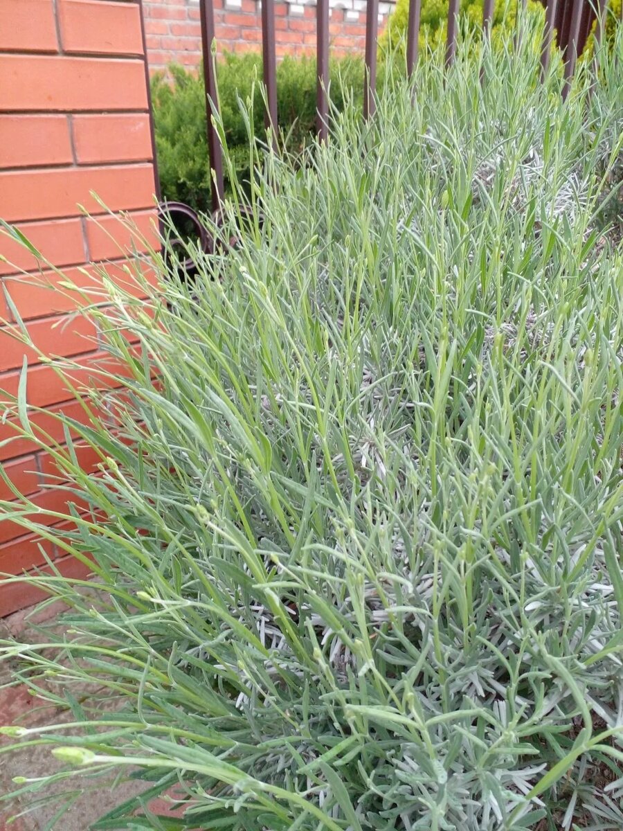 фото из личного альбома