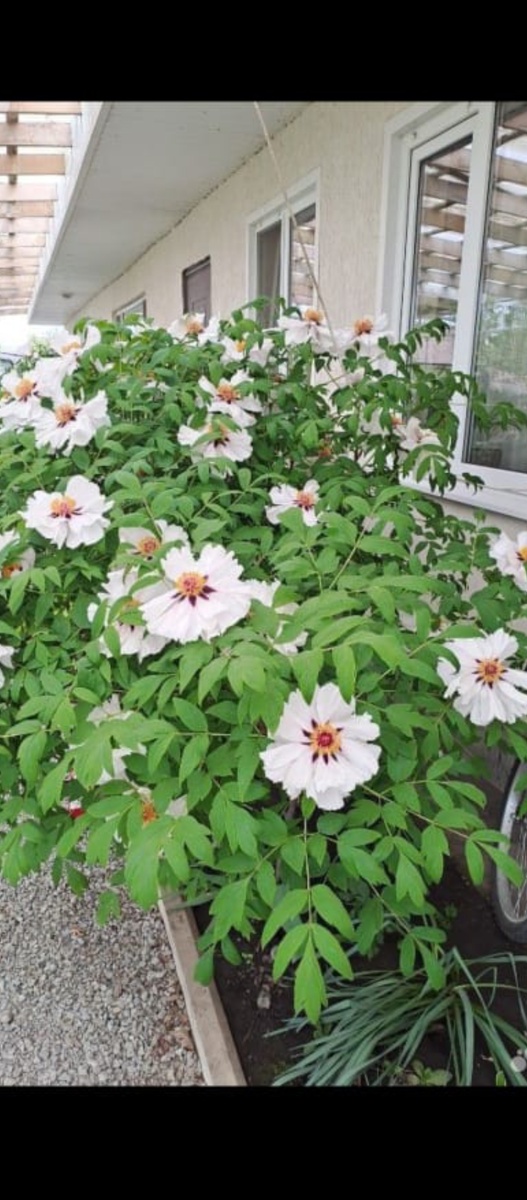 Вот такого красавца я привезла для себя и своей подруги 🙏🥰