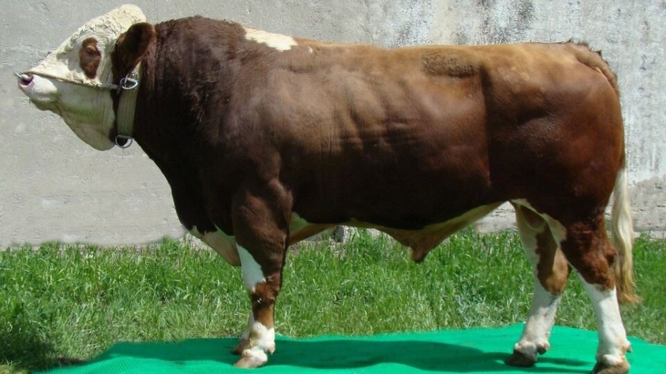    Бык-победитель. Источник: altagro22.ru
