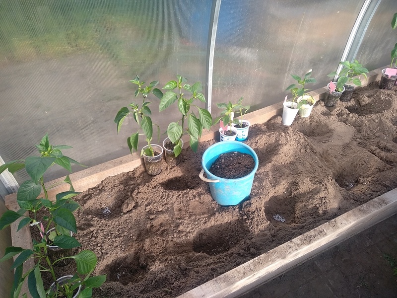 10 мая готовила грядку под сладкий перец в теплице