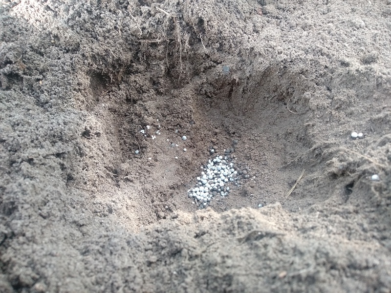 Горсть удобрения в лунке