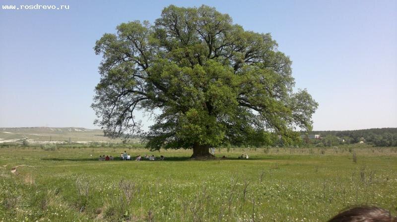 Суворовский дуб