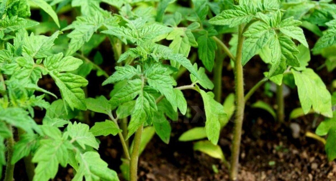 отличная рассада томатов