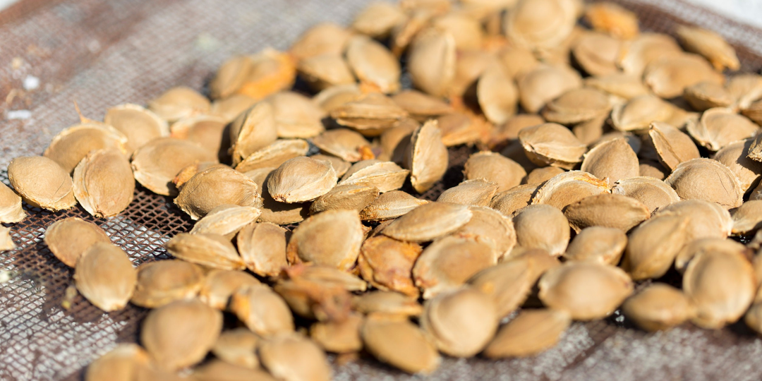 Кому нужна абрикосовая косточка?