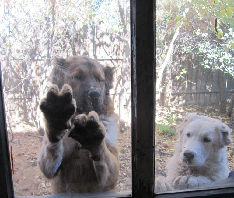 Это мои КОшки подростки заглядывают в окошко комнаты.