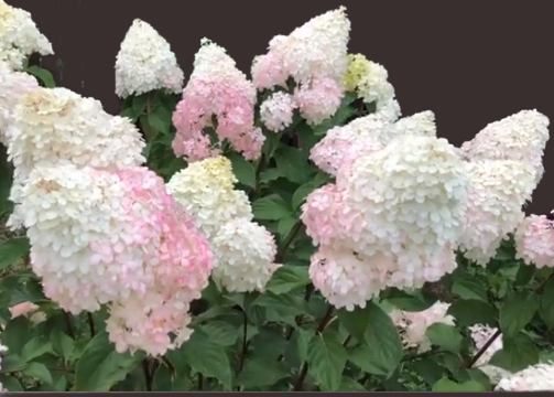 Метельчатая гортензия 'Vanille Fraise' 