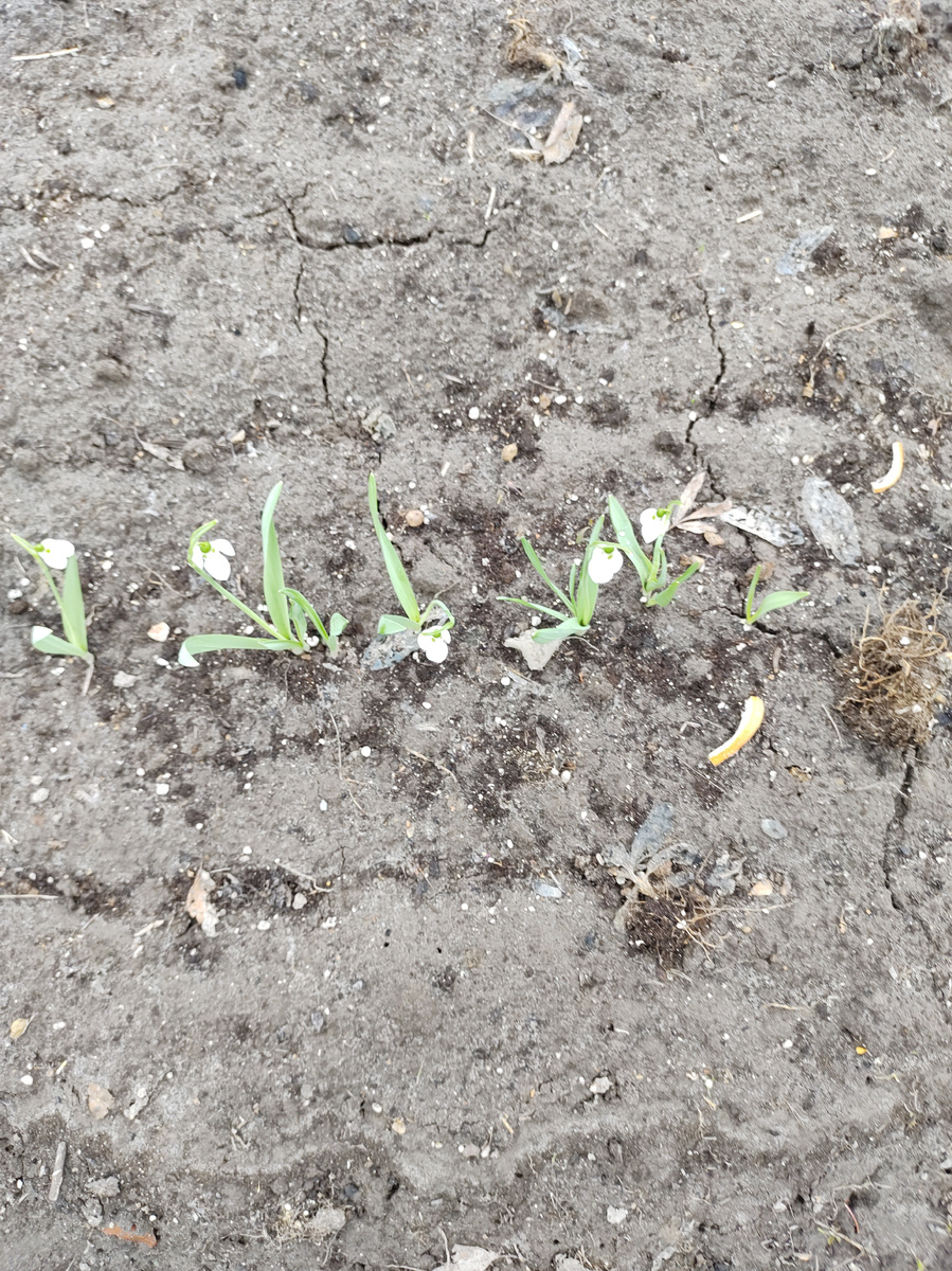 Подснежники красавцы.