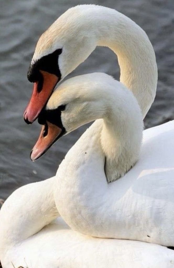 Доверие своему сердцу = Доверие миру.