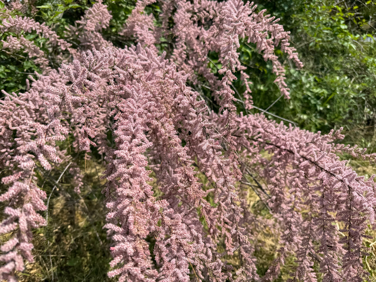 Цветет тамарикс... Фото автора