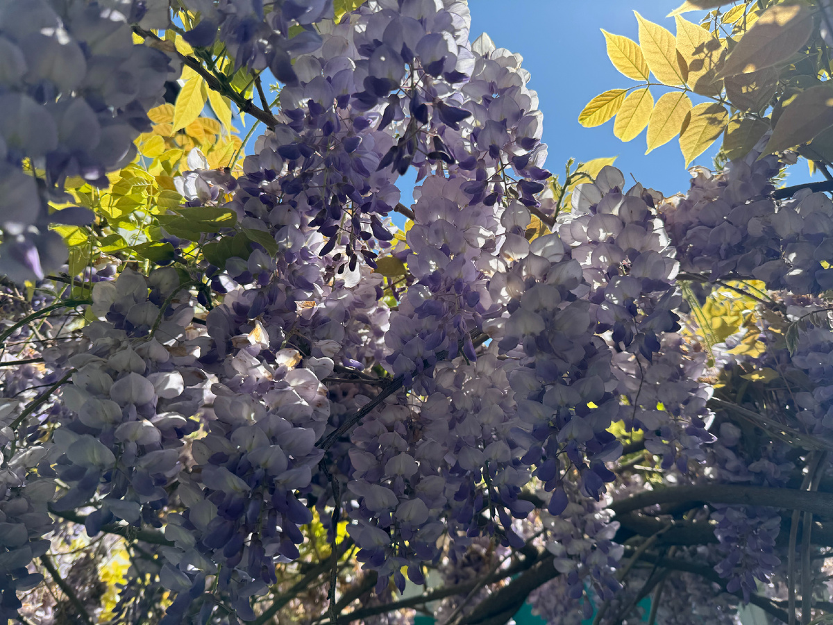 На улицах Геленджика цветет глициния... Фото автора
