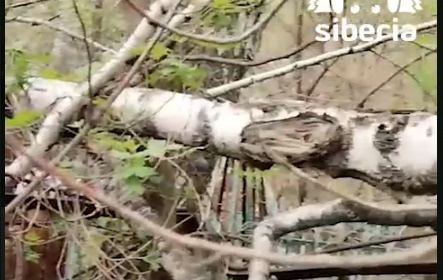    Фото: скриншот видео Mash Siberia