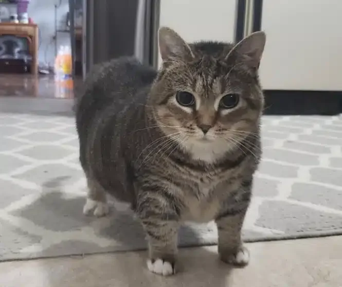 Оригинальная фотография кота