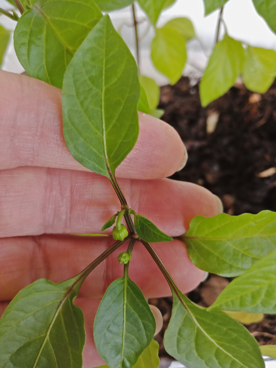 более мелкий цветок удаляю