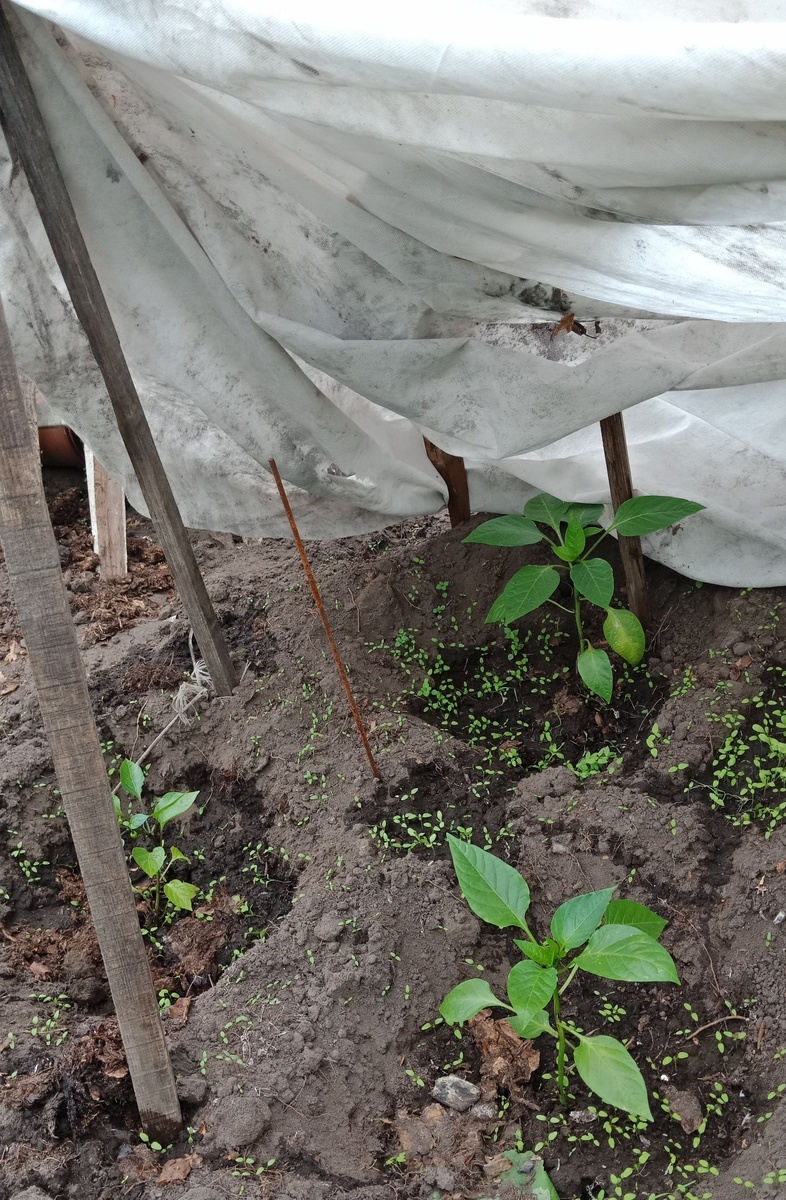 первые 5 штук, 10 дней как высажены