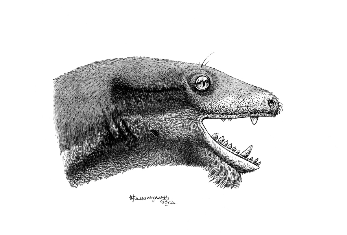 Портретная реконструкция бонацинодона от Ильдара Гизматулина.