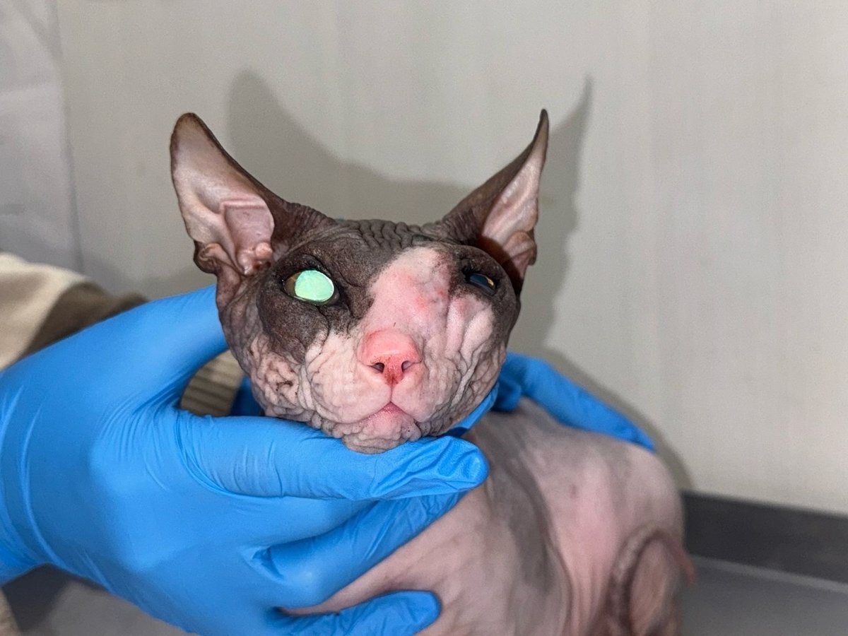 Необходима помощь кошечке с опухолью