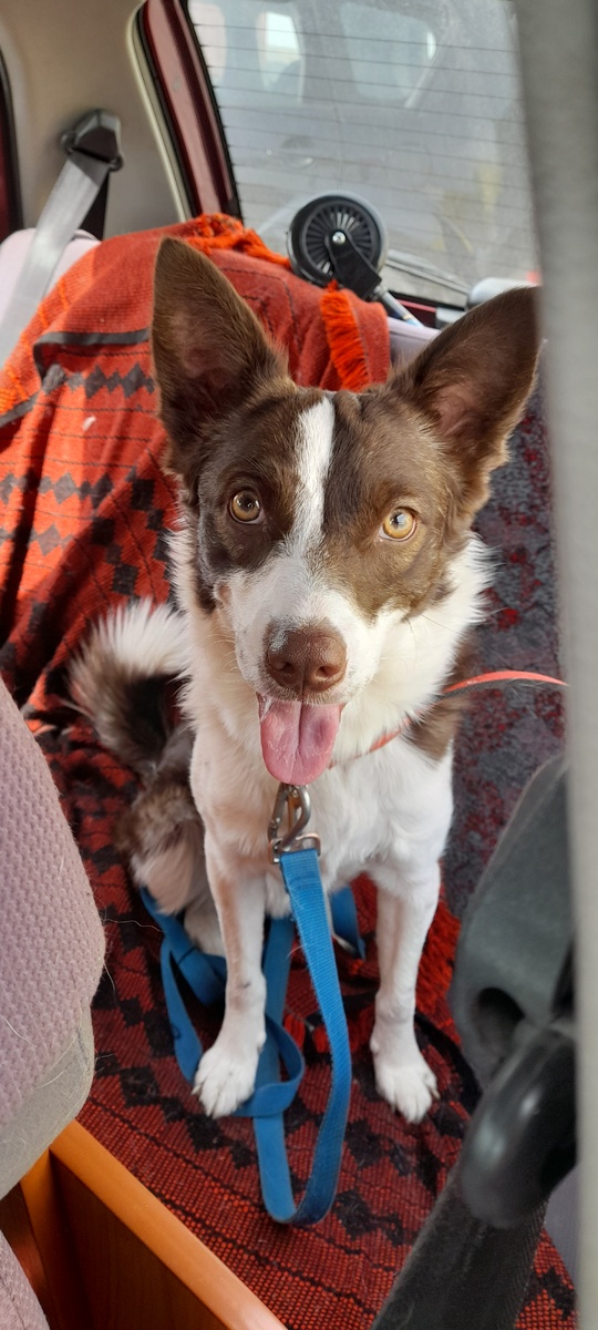 Счатливый поехал  но достал его период линьки