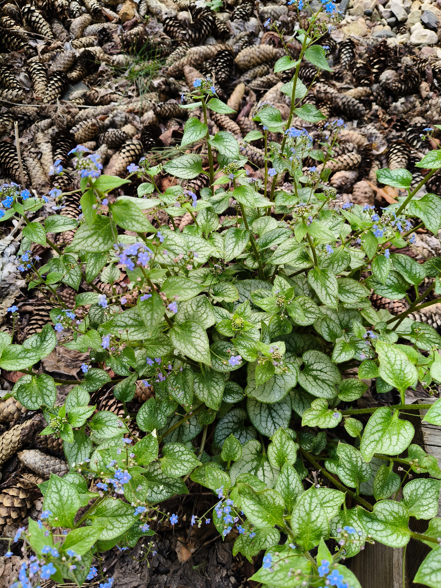 Пестролисьный сорт. Остались последние цветочки. Скоро весь куст накроют лпестрые лопухи. 