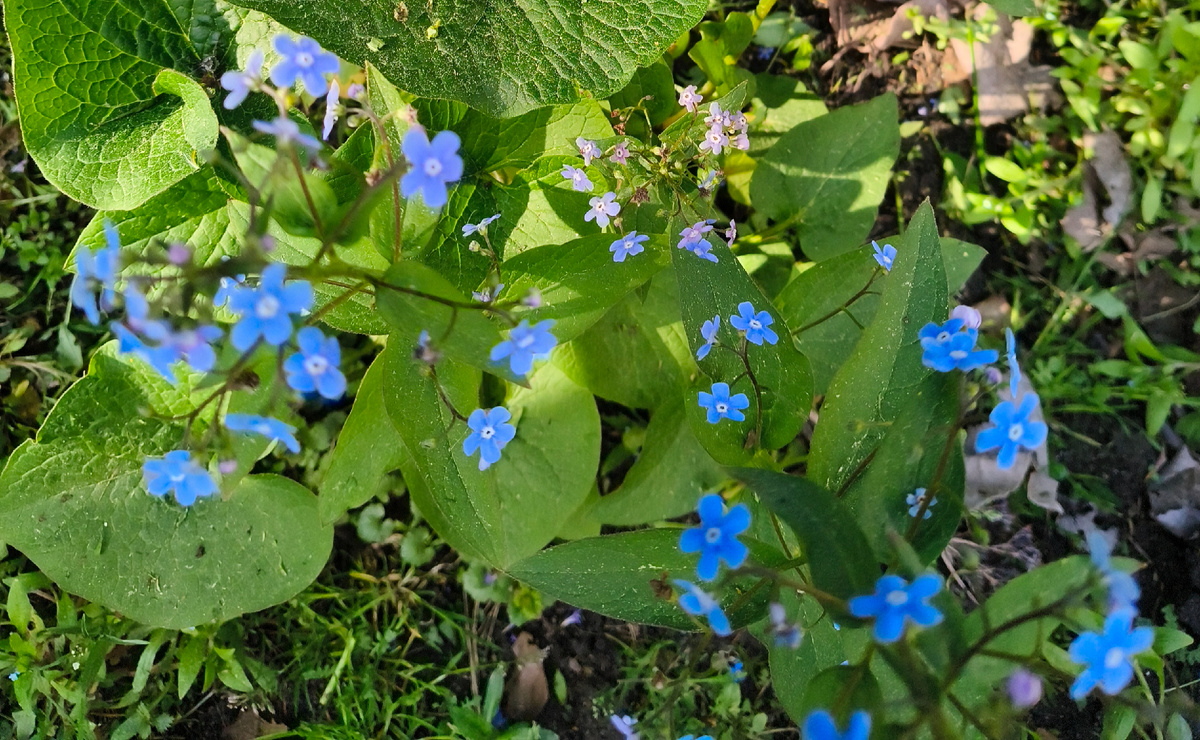 А это простушка, но от того она ещё милее. 