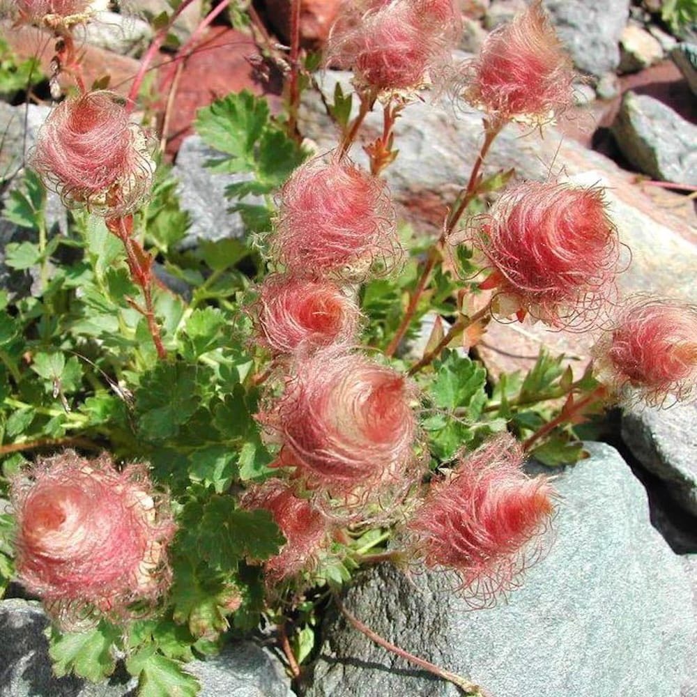 Фото из открытого источника