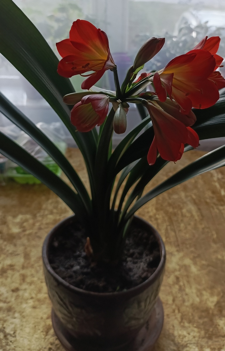 Моя Кливия цветёт.