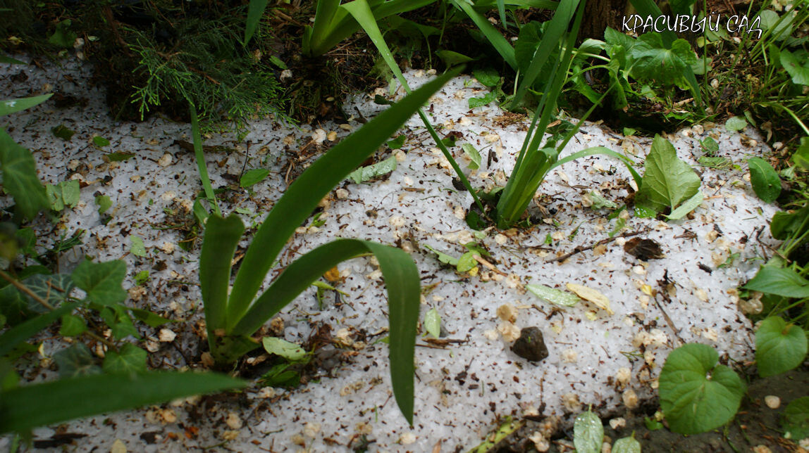 Иоисы в градинах