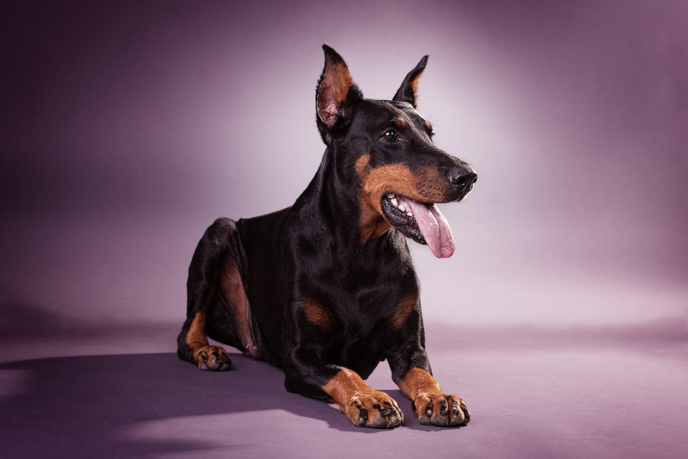 Не думайте, что доберман агрессивный